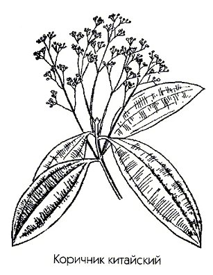 Коричник китайский (корица китайская, лавр китайский) - Cinnamomum cassia Blume