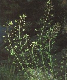 Пастушья сумка обыкновенная - Capsella bursa-pastoris (L.) Medic.