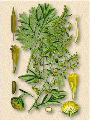   - Artemisia absinthium L