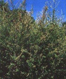   () - Artemisia vulgaris L.