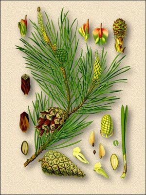 Сосна обыкновенная (сосна лесная) - Pinus silvestris L.