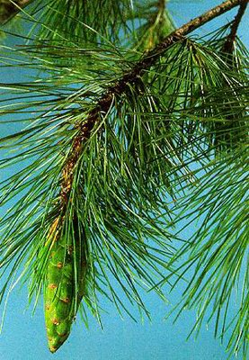   ( ,  ) - Pinus u Grsb. // Pinus vermicularis Ika.