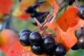 Черноплодная рябина - арония и её лечебные свойства